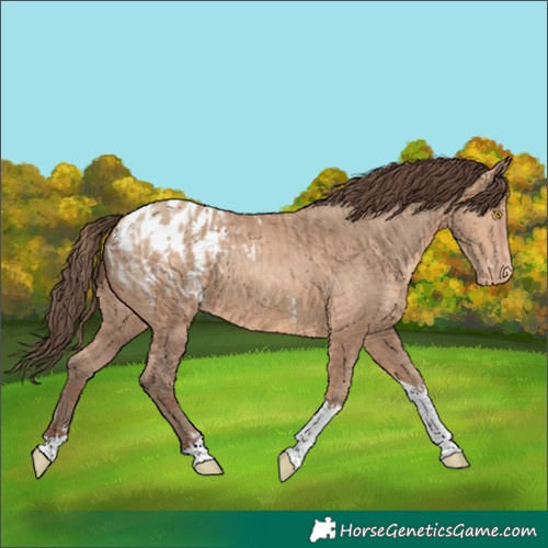Horse Color:Amber Champagne Sabino Tobiano Appaloosa  and Amber Champagne Sabino Tobiano Appaloosa 