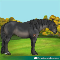Horse Color:Black 