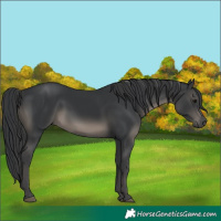 Horse Color:Black 