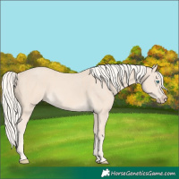 Horse Color:Cremello 