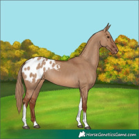 Horse Color:Red Dun Tobiano Appaloosa Rabicano 