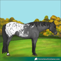 Horse Color:Blue Roan Appaloosa 