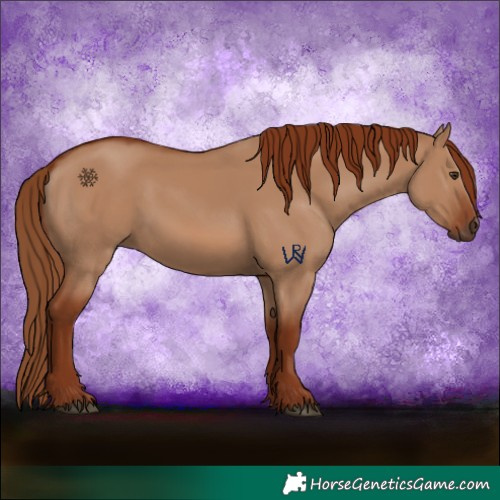 Horse Color:Red Dun 