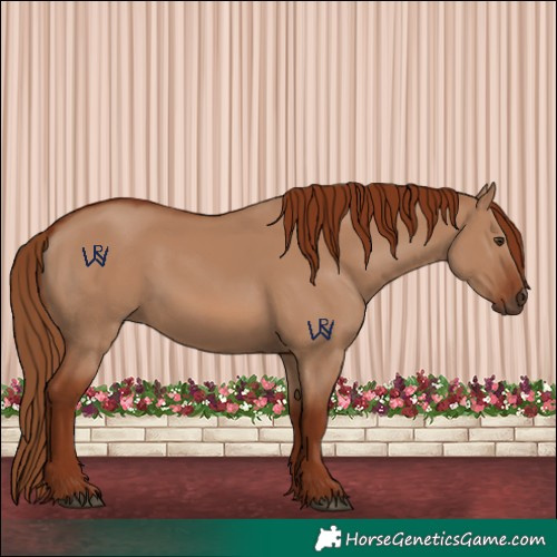 Horse Color:Red Dun 