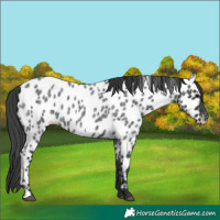 Horse Color:Blue Roan Appaloosa 