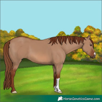 Horse Color:Red Dun 