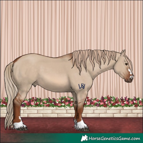 Horse Color:Red Dun 