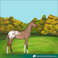 Horse Color:Red Dun Tobiano Appaloosa Rabicano 