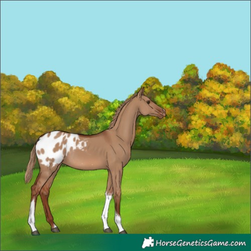 Horse Color:Red Dun Tobiano Appaloosa Rabicano