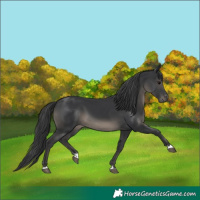 Horse Color:Black 