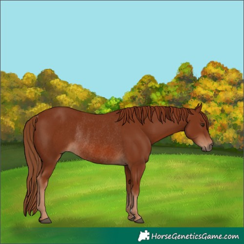 Horse Color:Chestnut Rabicano 