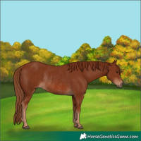 Horse Color:Chestnut Rabicano 