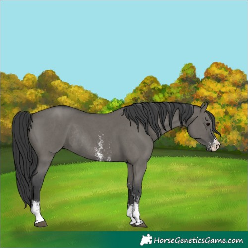 Horse Color:Grullo Sabino Rabicano 