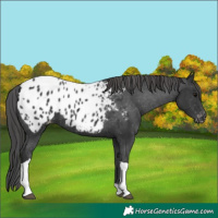Horse Color:Black Tobiano Appaloosa 