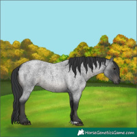 Horse Color:Blue Roan 
