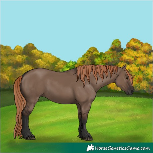 Horse Color:Liver Red Dun Rabicano 