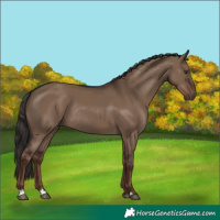 Horse Color:Liver Red Dun Rabicano 