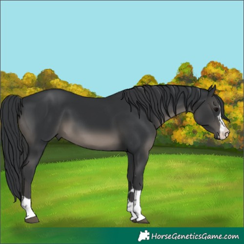 Horse Color:Black 