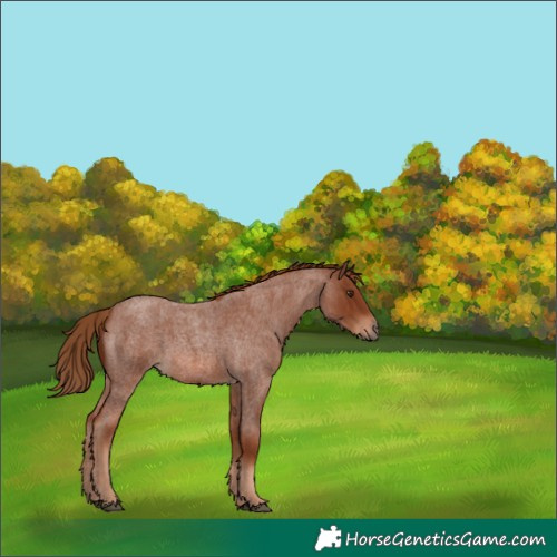 Horse Color:Red Roan