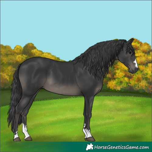 Horse Color:Black 