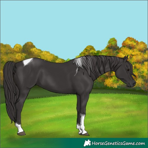 Horse Color:Smoky Black Tobiano 