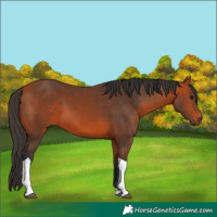Horse Color:Bay Tobiano 