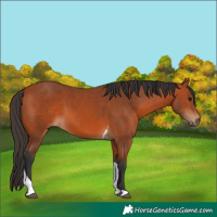 Horse Color:Bay Tobiano 