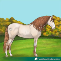 Horse Color:Classic Champagne Pearl Dun Sabino 
