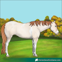 Horse Color:Classic Champagne Pearl Dun Sabino Tobiano