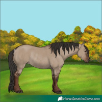 Horse Color:Liver Red Dun Rabicano 