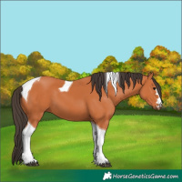 Horse Color:Bay Tobiano