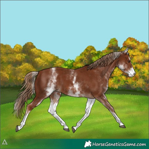 Horse Color:White Spotted Chestnut Sabino 