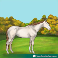 Horse Color:Sable Champagne Pearl Dun Sabino Tobiano