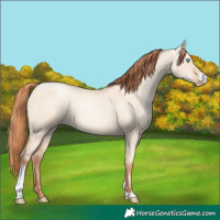 Horse Color:Sable Champagne Pearl Dun Sabino Tobiano 