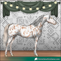 Horse Color:Gold Champagne Appaloosa  and Gold Champagne Appaloosa 