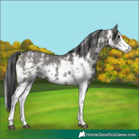 Horse Color:Grullo Sabino Rabicano 