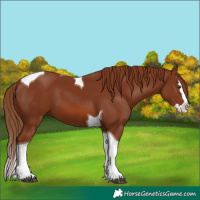 Horse Color:Chestnut Splash Tobiano 