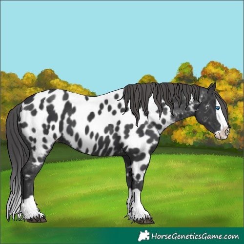 Horse Color:Black Splash Appaloosa