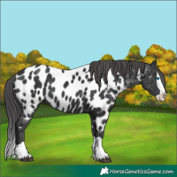 Horse Color:Black Splash Appaloosa 