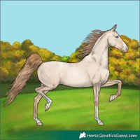 Horse Color:Gold Champagne Pearl Dun Sabino Tobiano