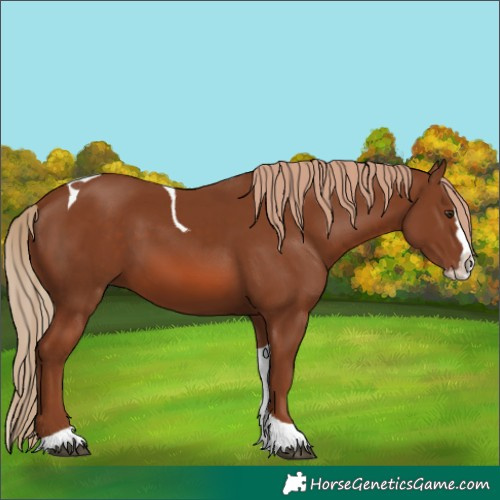 Horse Color:Chestnut Splash Tobiano
