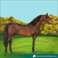 Horse Color:Brown 