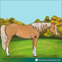 Horse Color:Palomino 