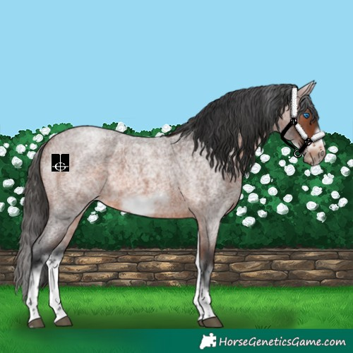 Horse Color:White Spotted Brown Roan Frame
