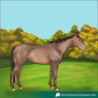 Horse Color:Amber Champagne 