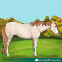 Horse Color:Sable Champagne Pearl Dun Sabino Tobiano 