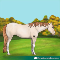 Horse Color:Classic Champagne Pearl Dun Sabino Tobiano 