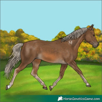 Horse Color:Chocolate Palomino 