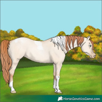 Horse Color:Classic Champagne Pearl Dun Sabino Tobiano