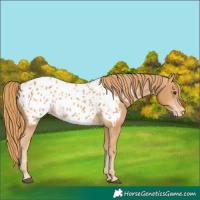 Horse Color:Chestnut Appaloosa